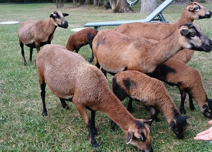 - La Clairiere Aux Chenes Bed & Breakfast Treillieres